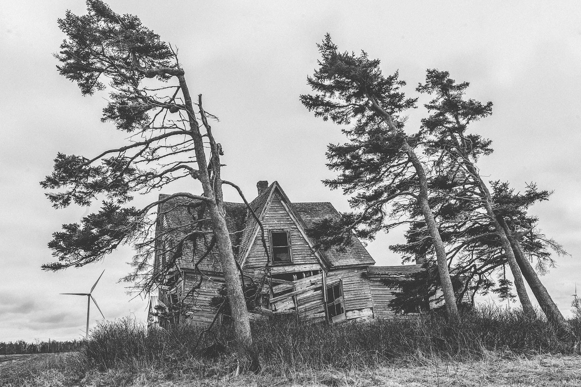 grayscale photography of trees and house