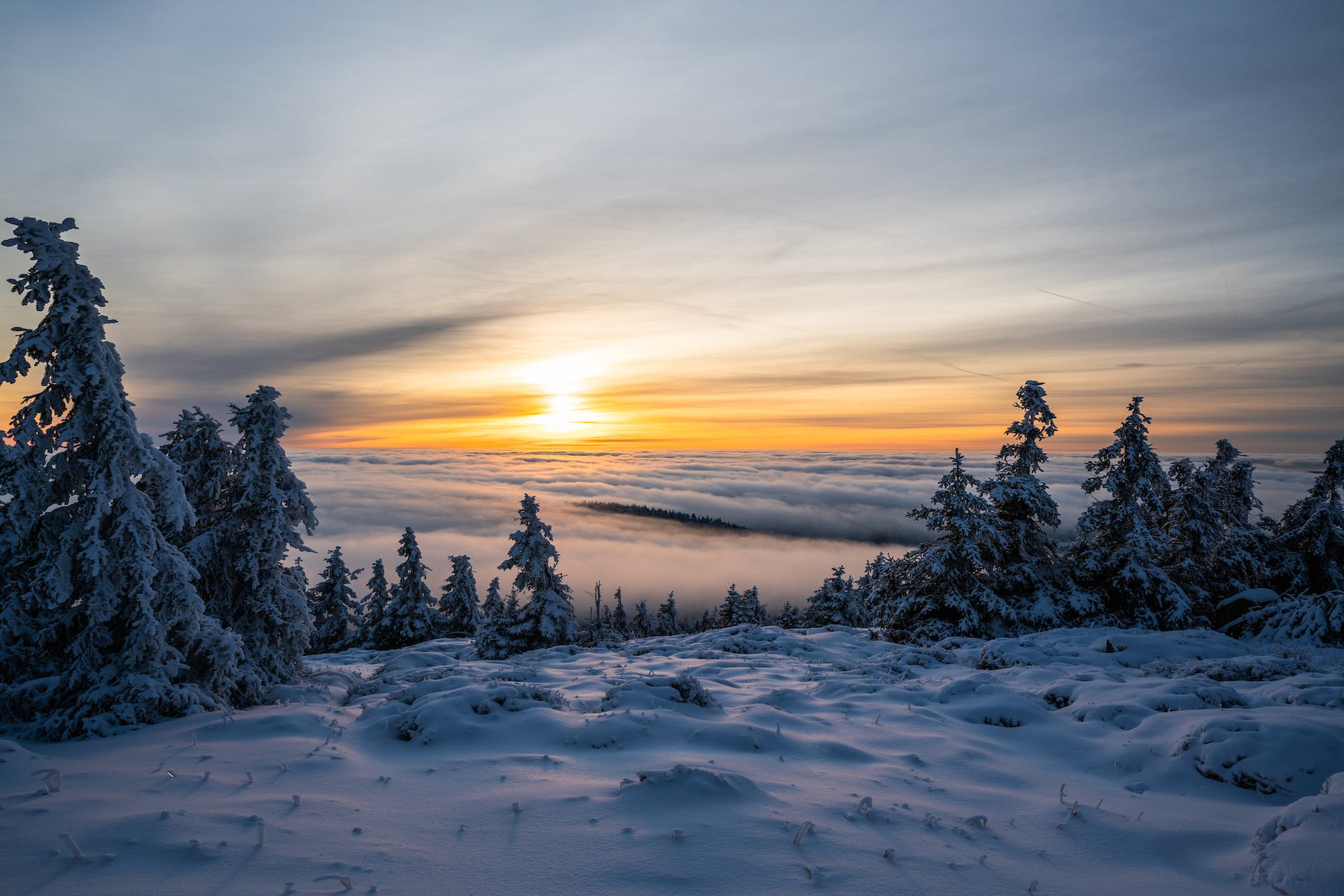 trees on snowfield during golden hour