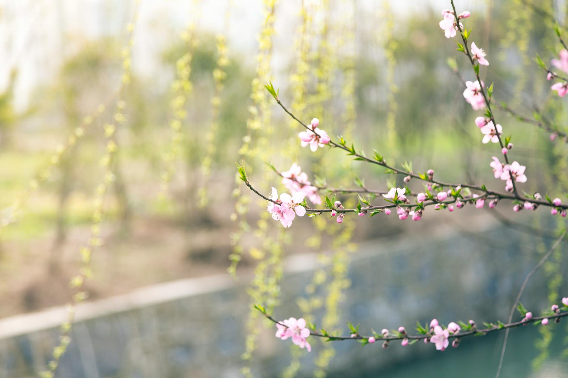 selective focus photography of pink flowers