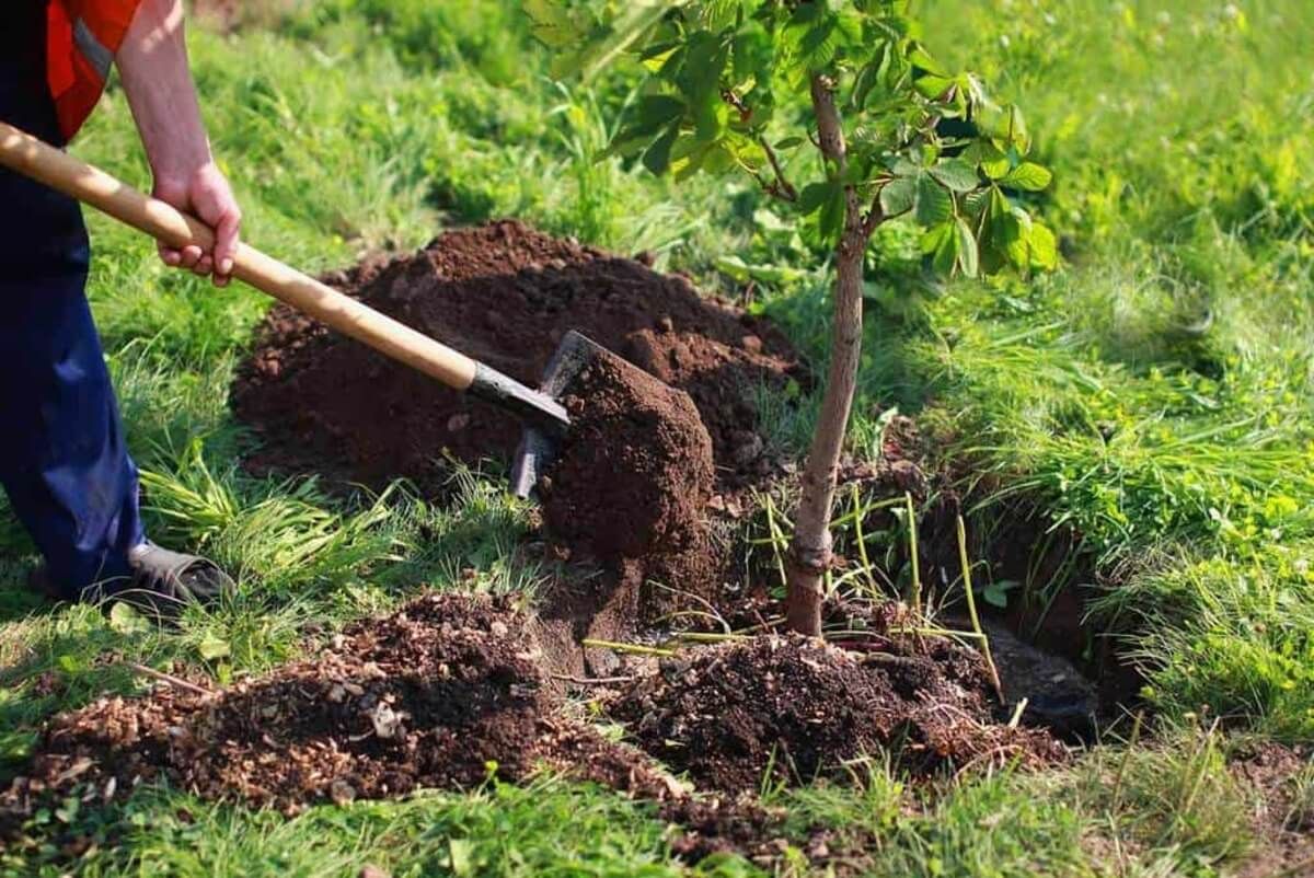 ”Luna plantării arborilor”, la Direcția Silvică Olt