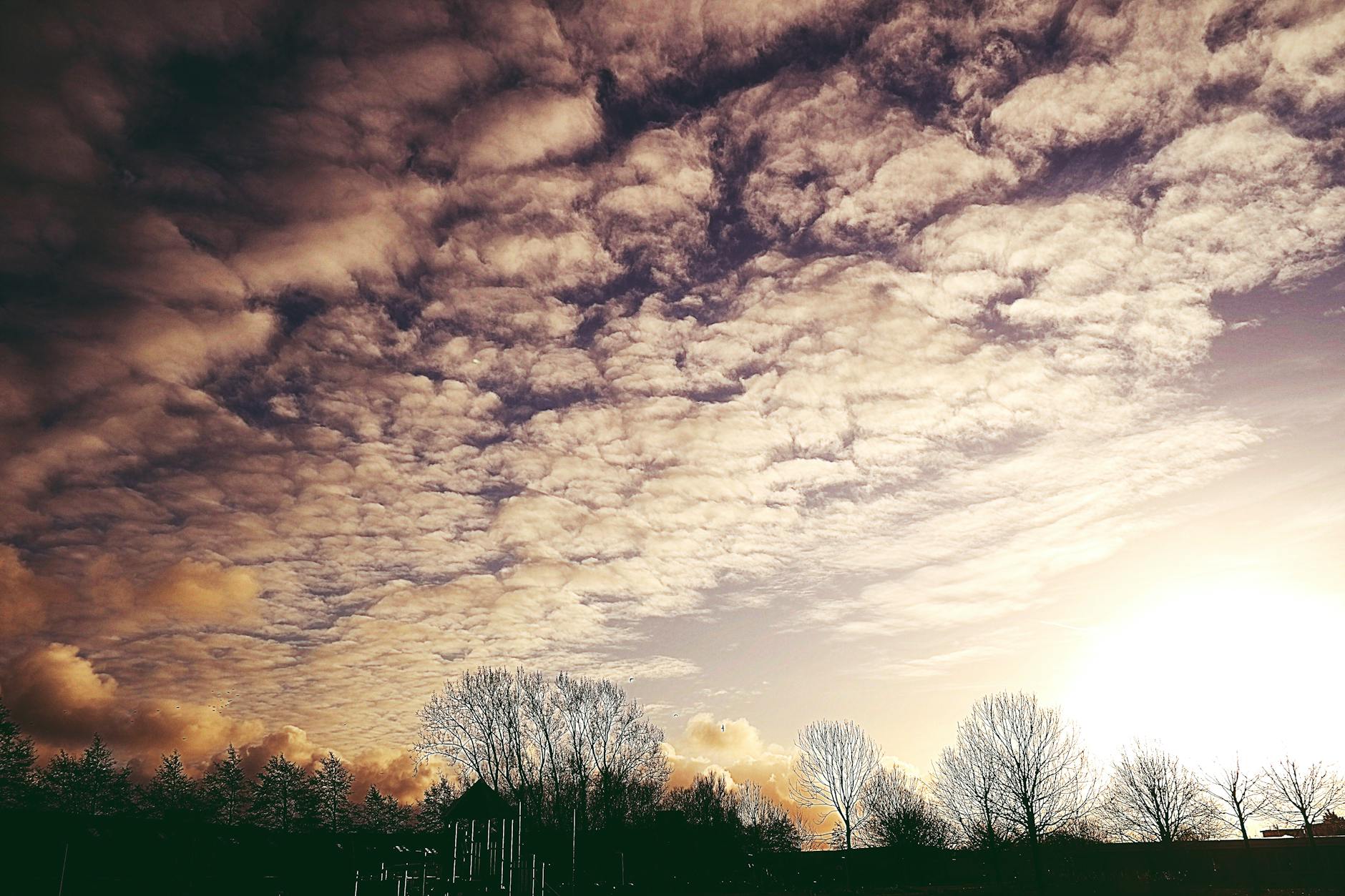 photography of tree under white clouds