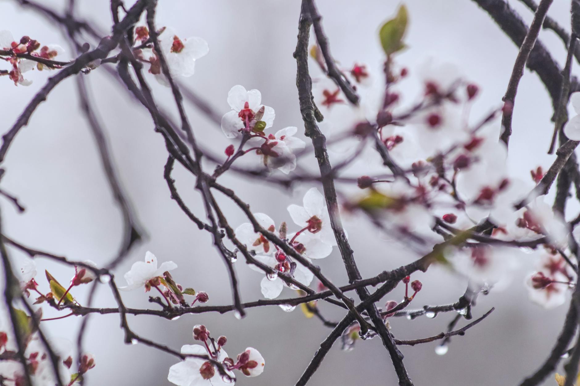 branches with blossoms in rain