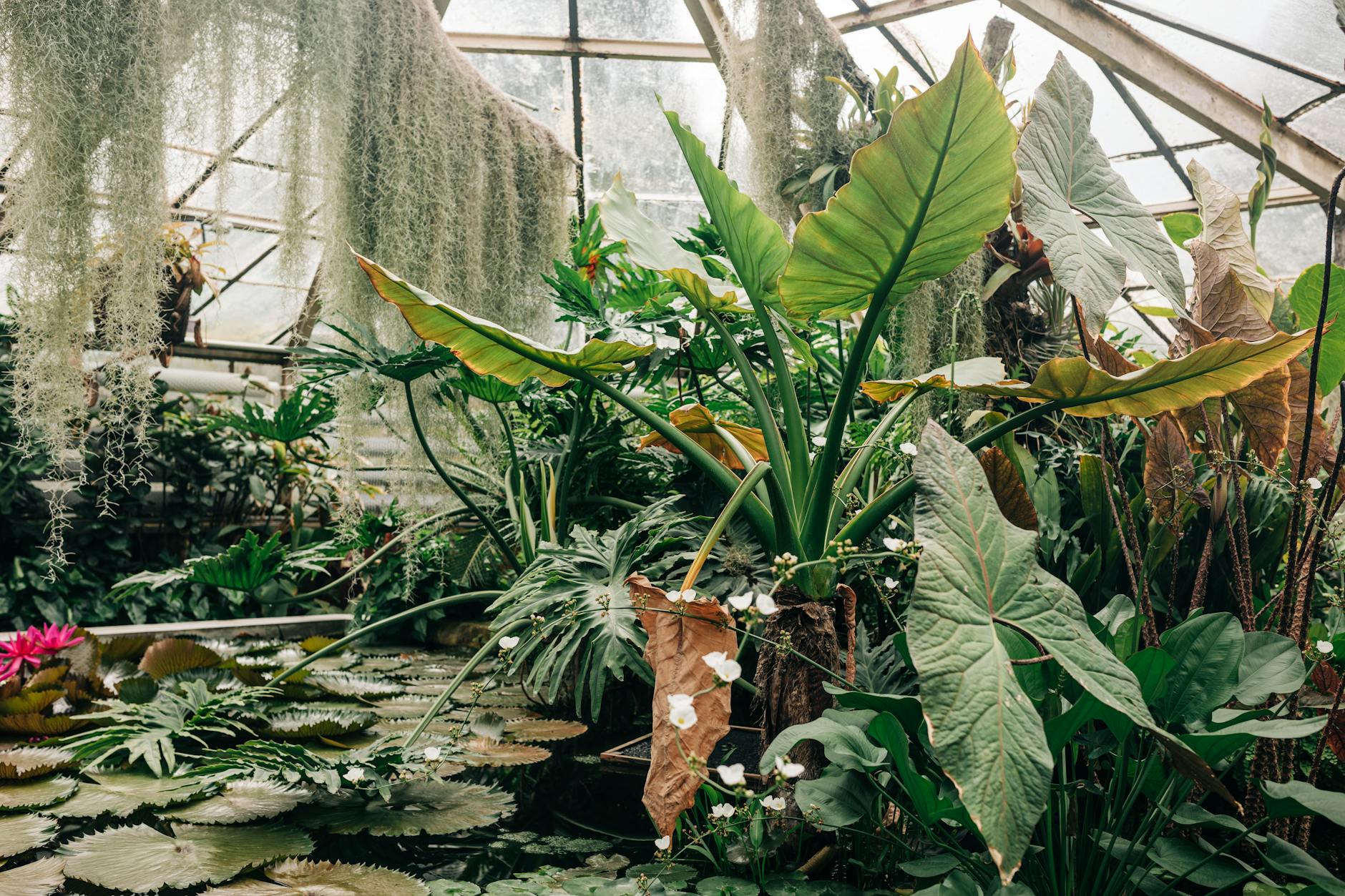 plants inside of a greenhouse at a botanical garden