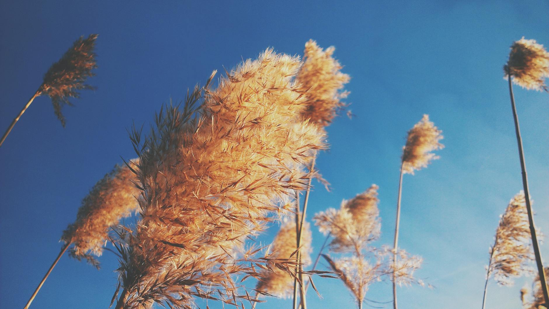 dry plant under blue sky