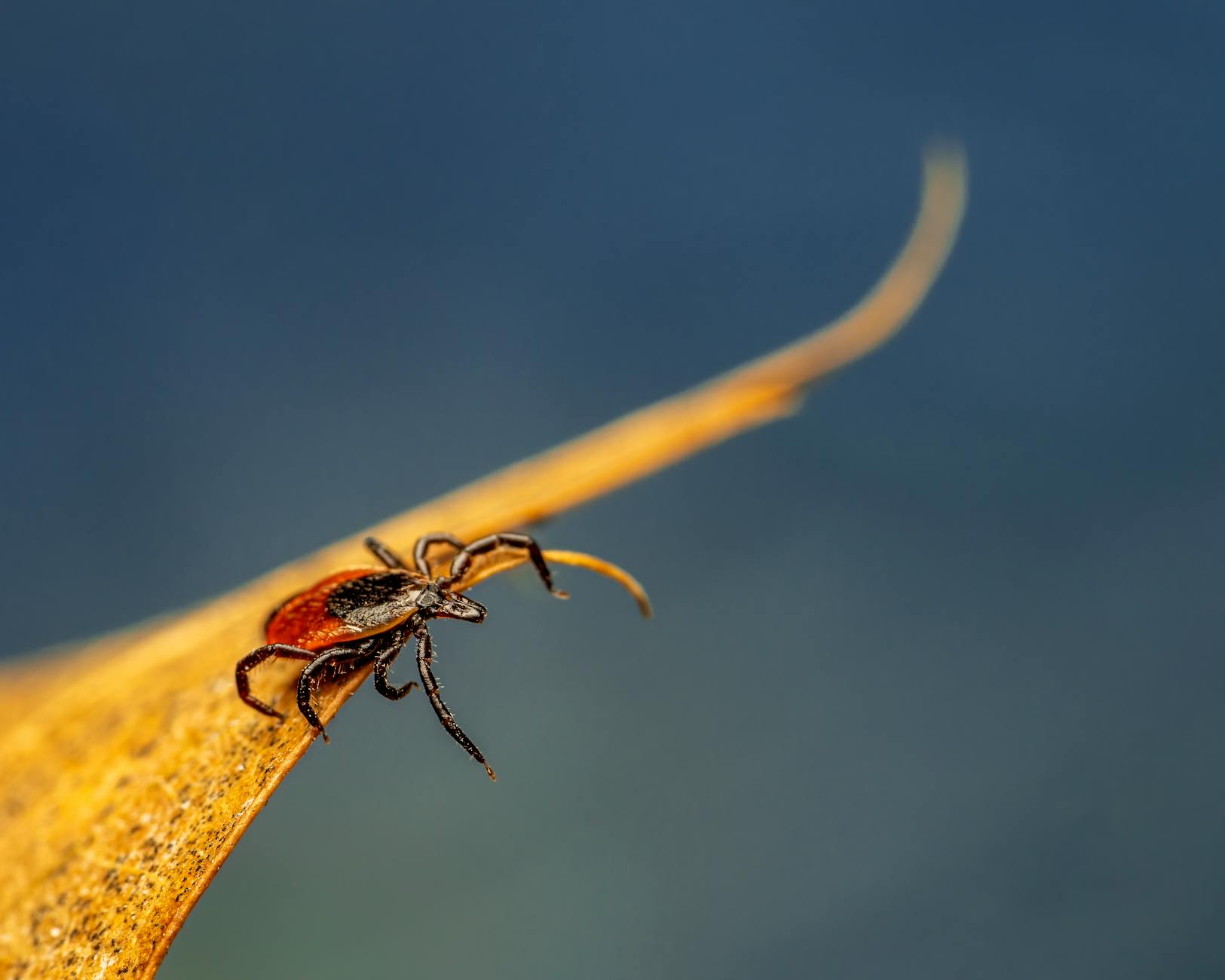 tick on wavy yellow leaf in daytime