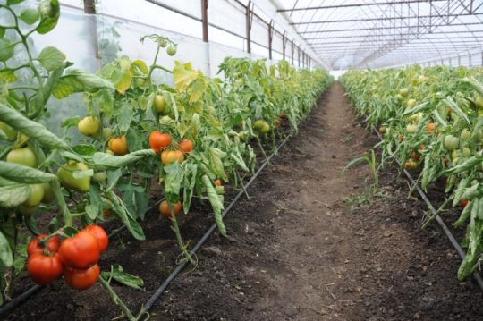 Deputații au aprobat majorarea ajutorului pentru producătorii de tomate și de usturoi