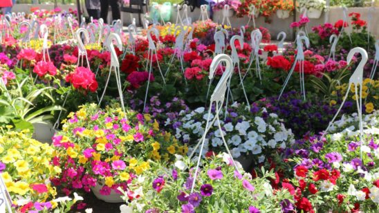 Expo Flora, la Slatina