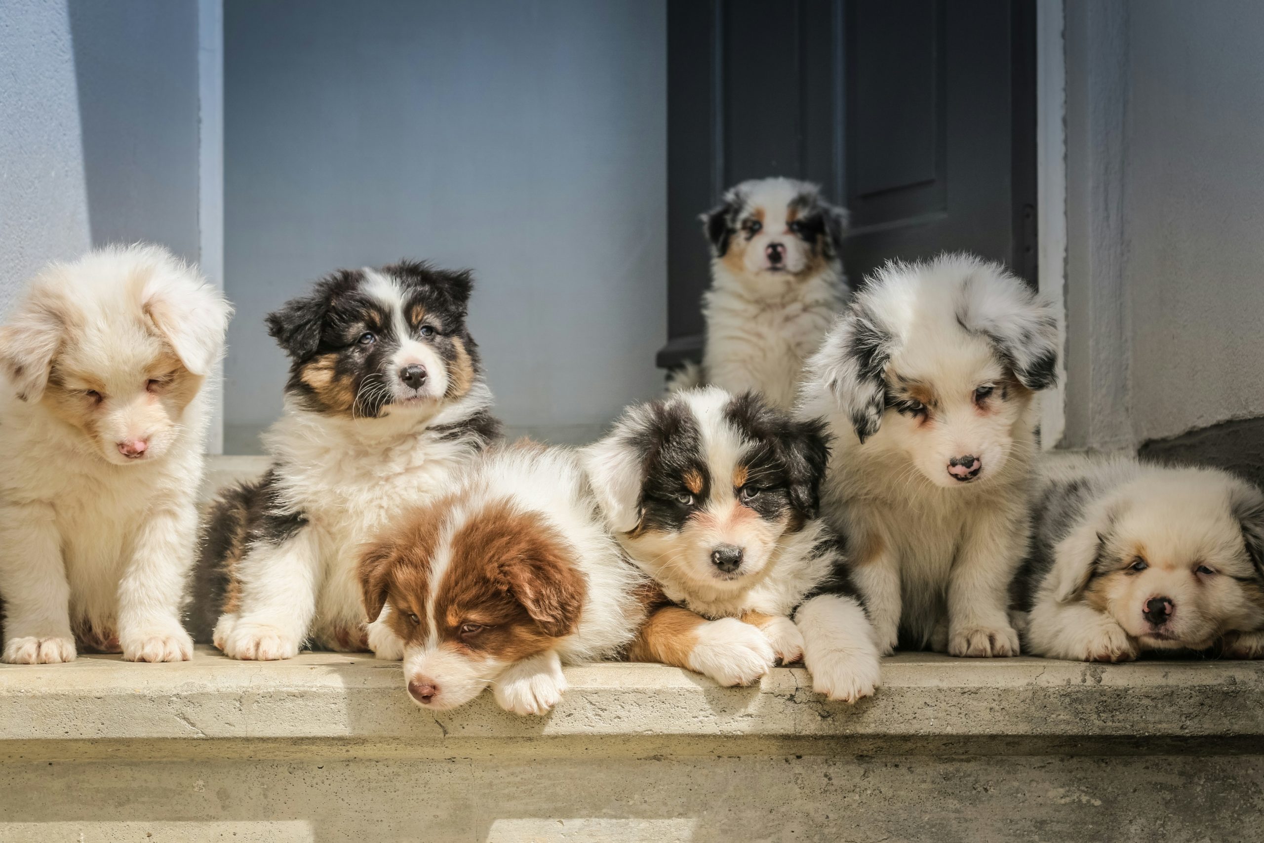 Iubitorii de animale sunt așteptați în Parcul Mircea cel Bătrân din Râmnicu Vâlcea la târgul de adopții canine