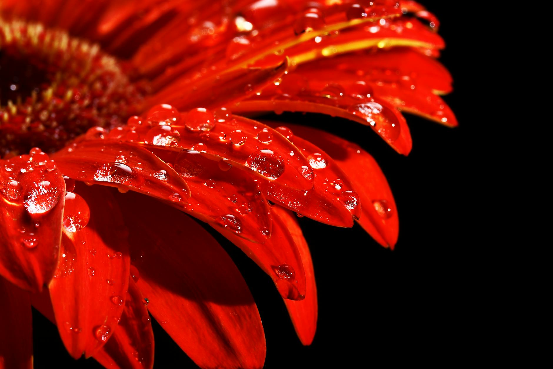 shallow focus photography of red gerbera flower with water dew