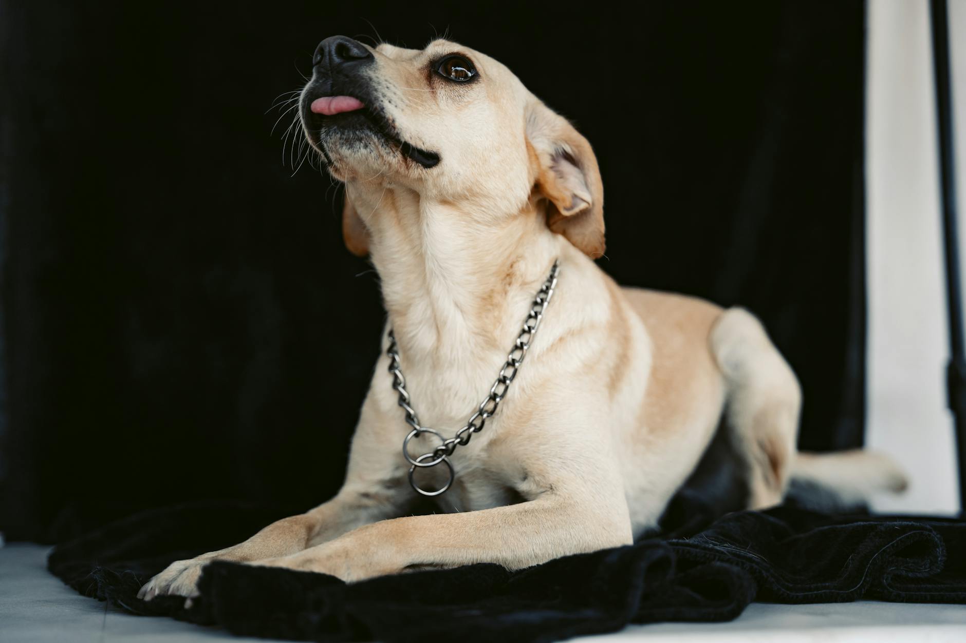 portrait of a brown dog wearing a chain