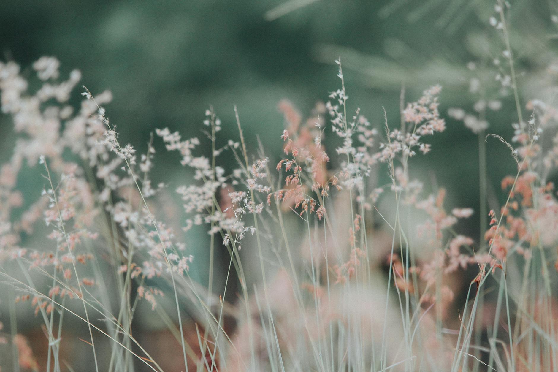 close up photo of white and pink plants