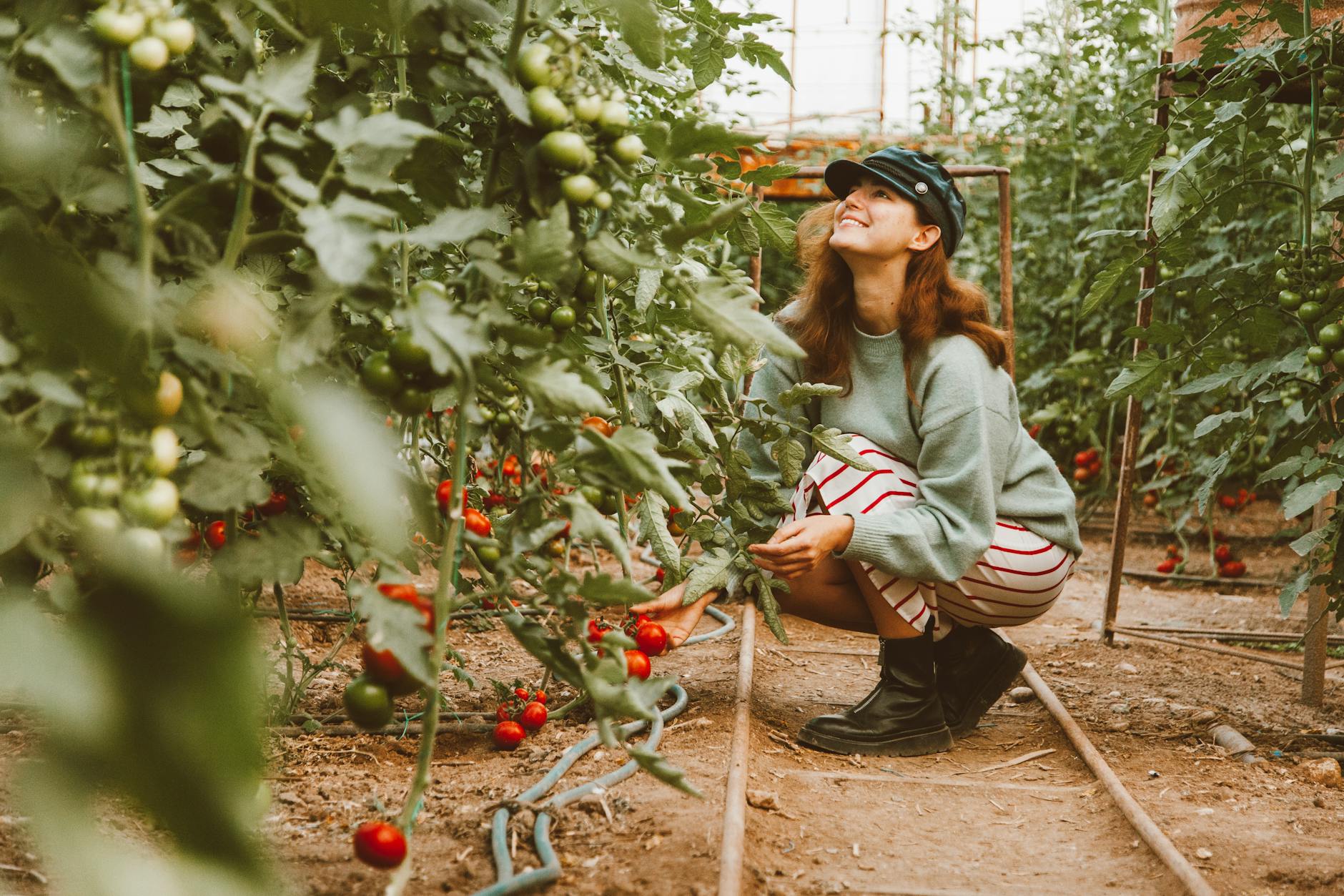 a woman in green long sleeves picking tomatoes