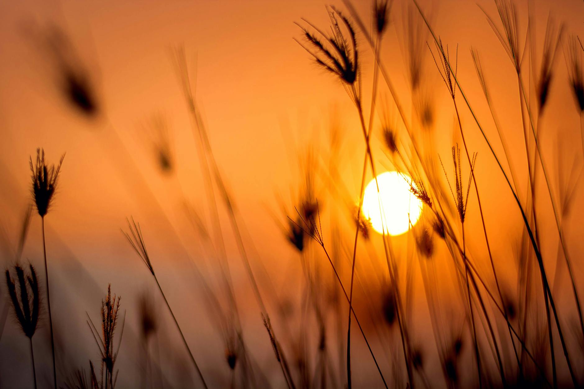 silhouette photography of grass