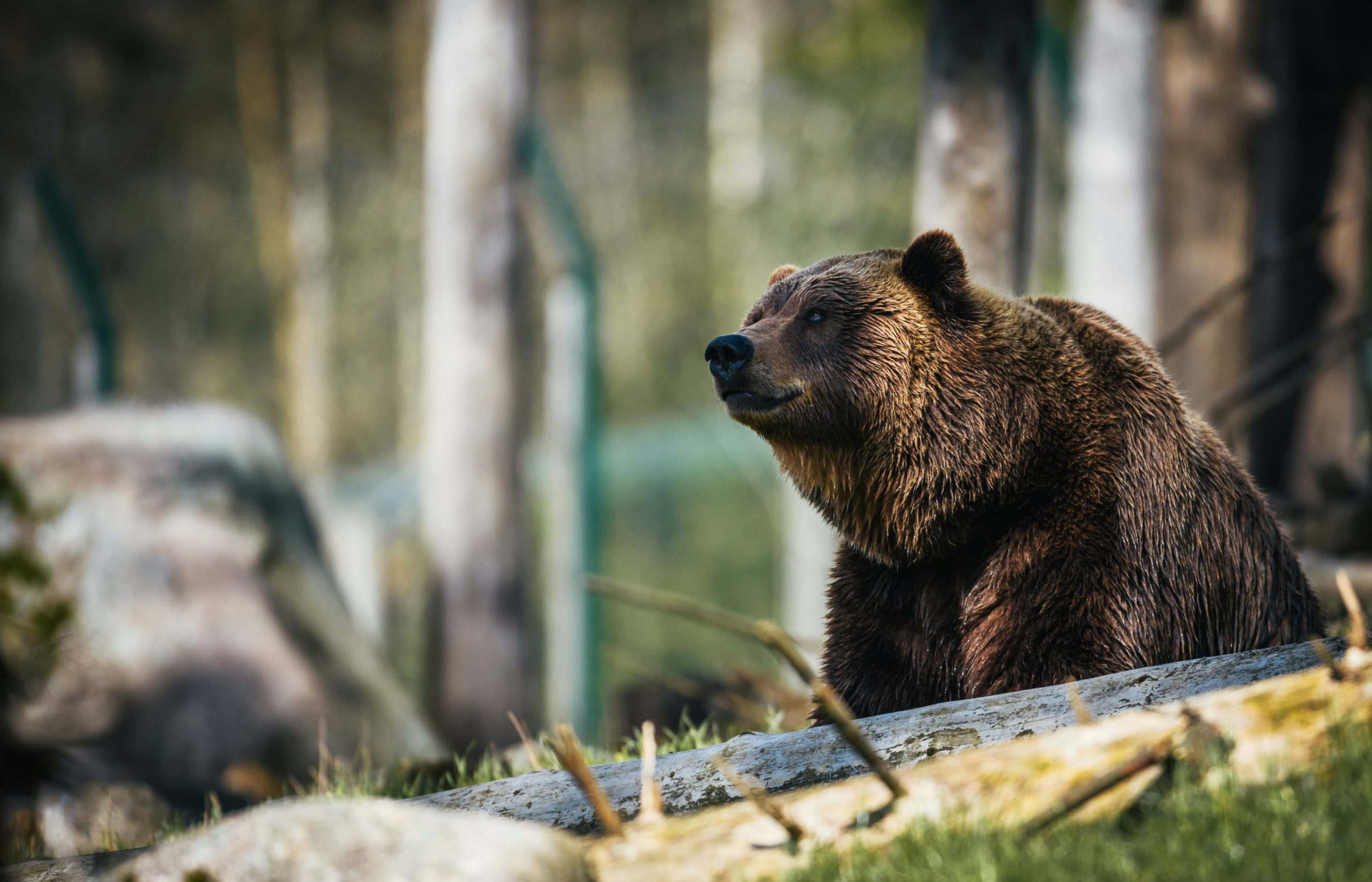 Un bărbat a fost atacat de un urs în judeţul Bistriţa-Năsăud