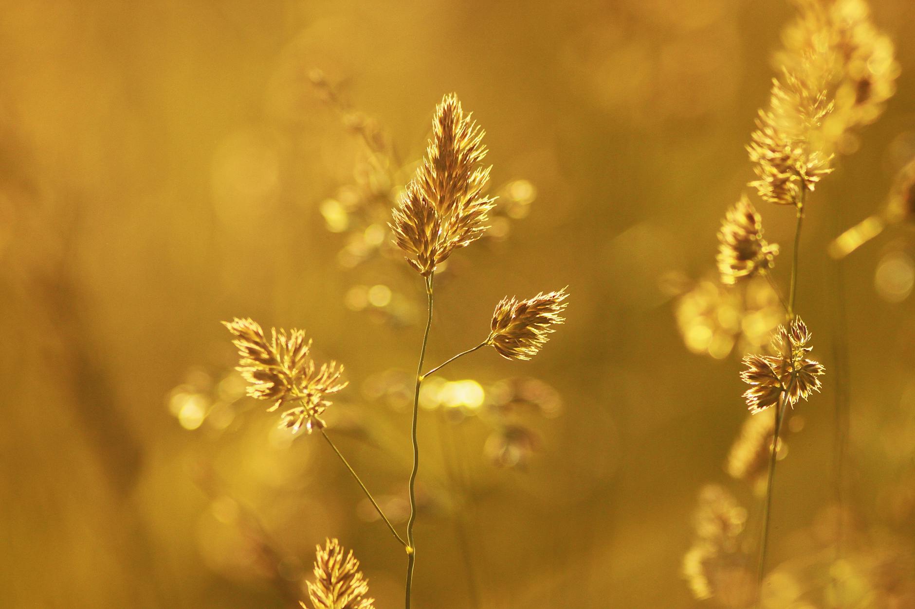 close up of wheat plant during sunset