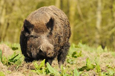 Gorj: pagube create de lupi și porci mistreți