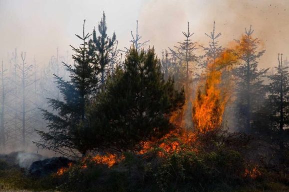 Mehedinți: Se extinde incendiul din Parcul Natural Porţile de Fier. Până acum, a cuprins peste 120 de hectare