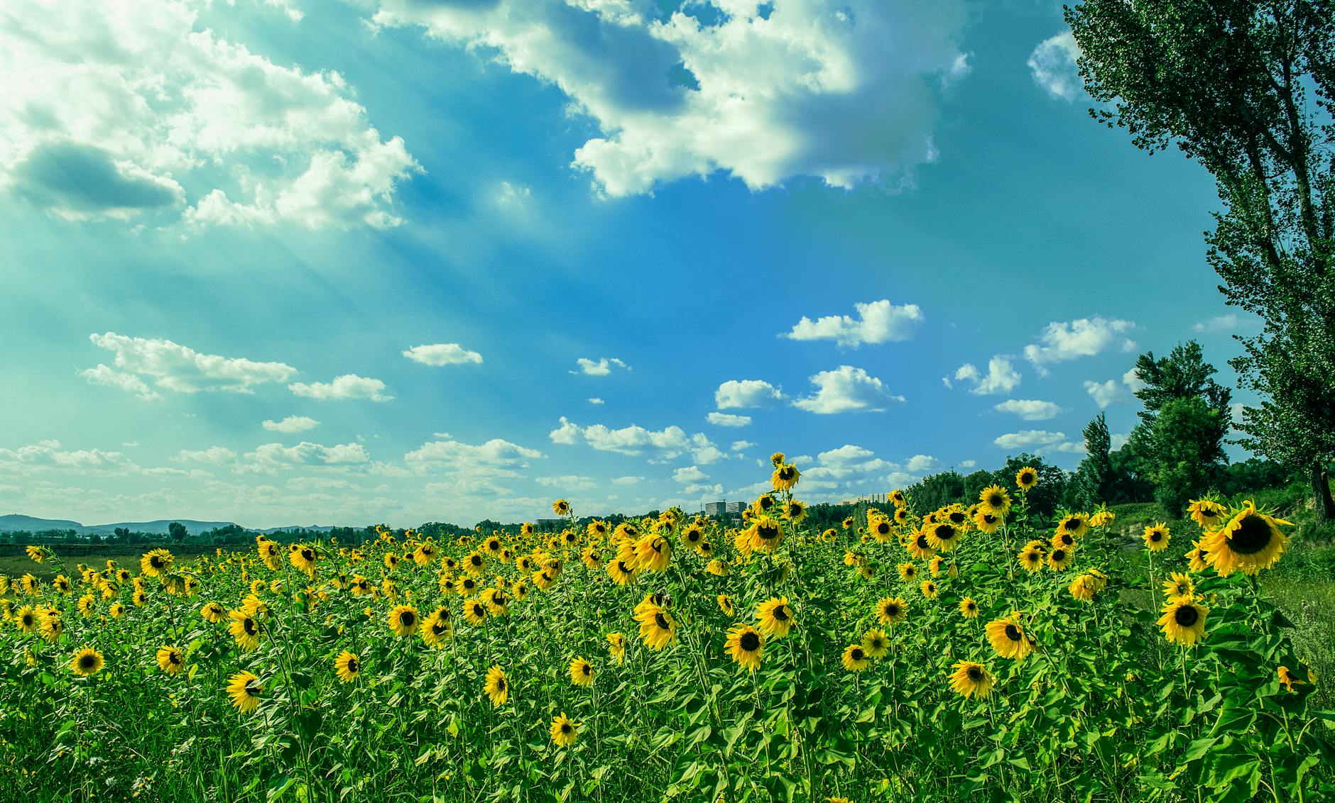 yellow sunflower field under blue and white sky