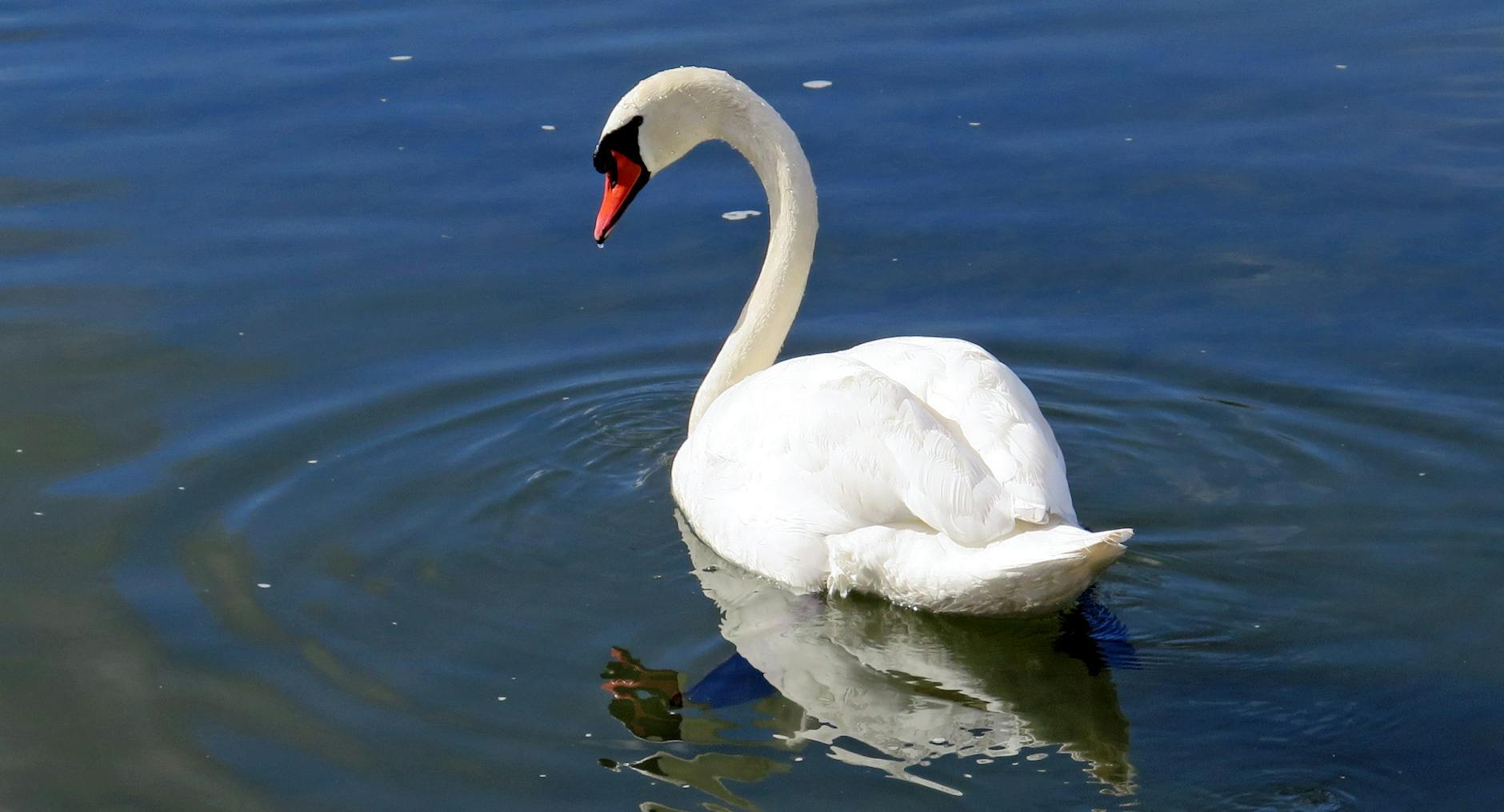 white swan in the body of water