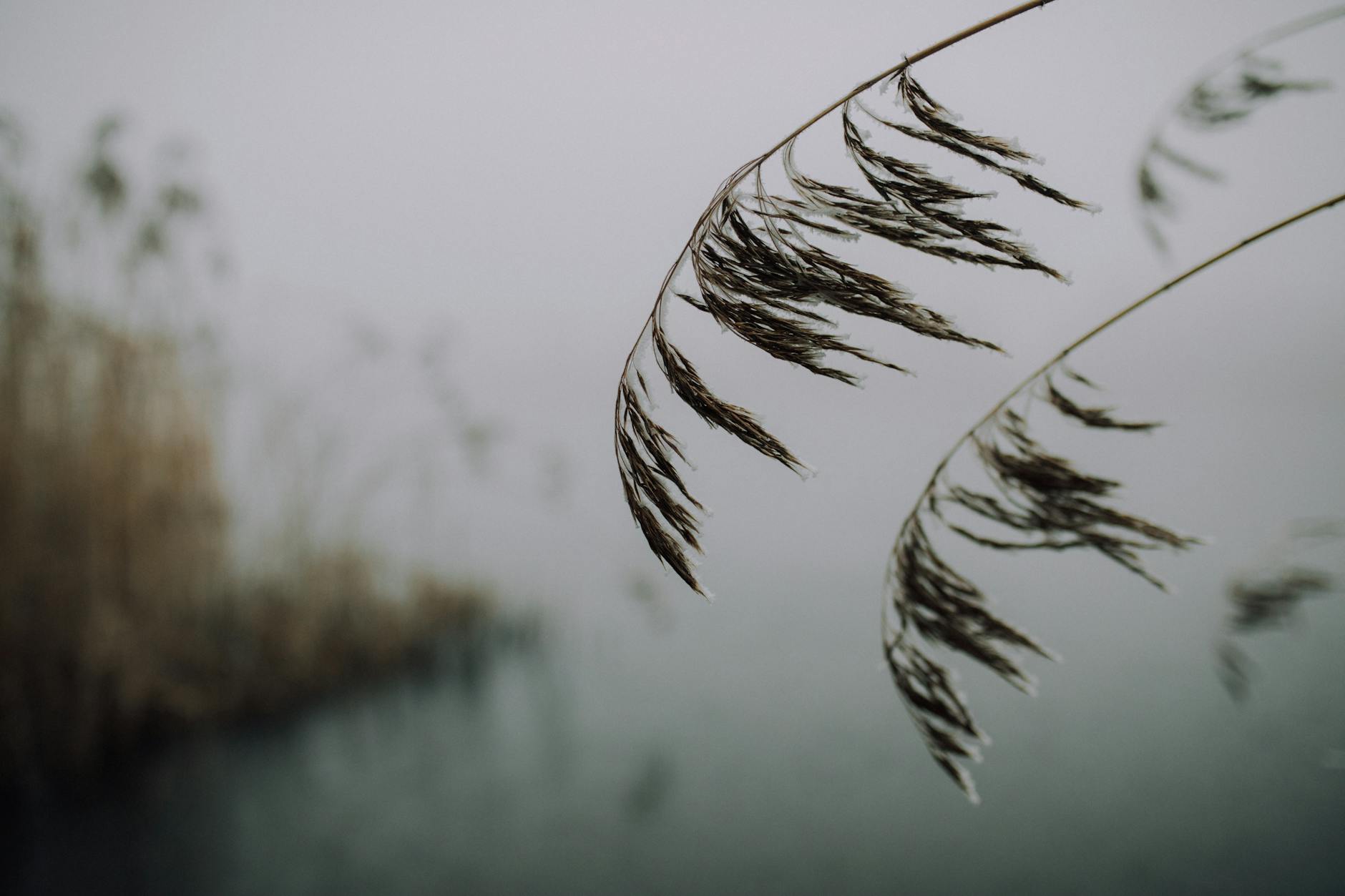 brown plant near body of water