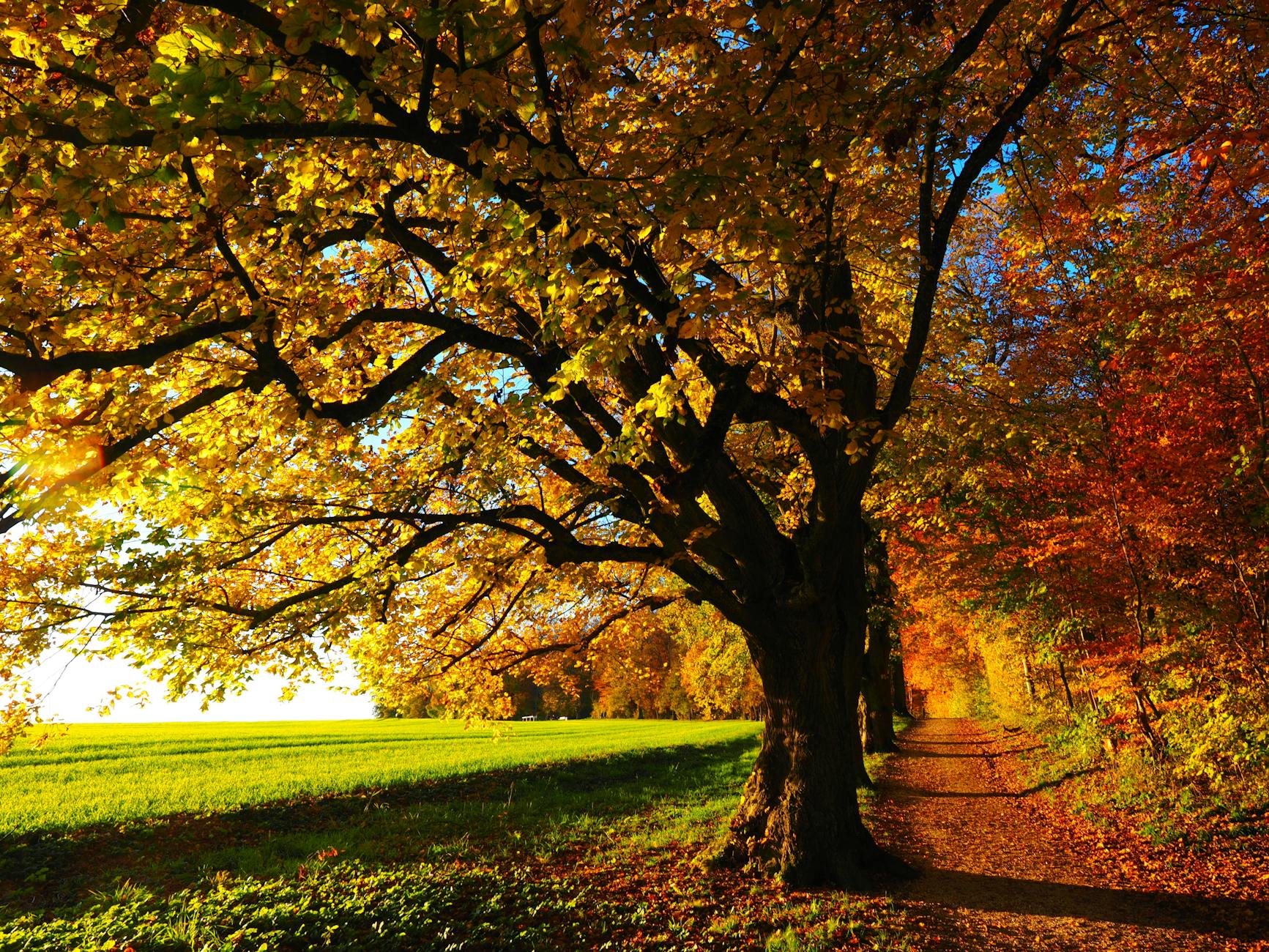 landscape photography of trees