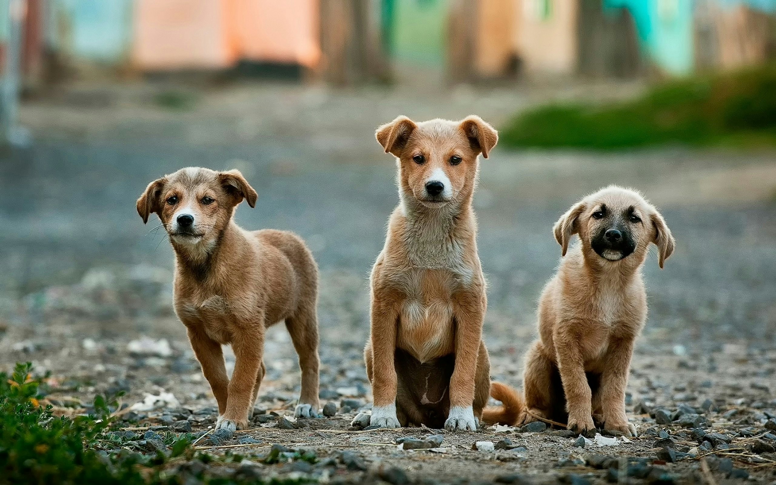 Olt: campanie de sterilizare gratuită