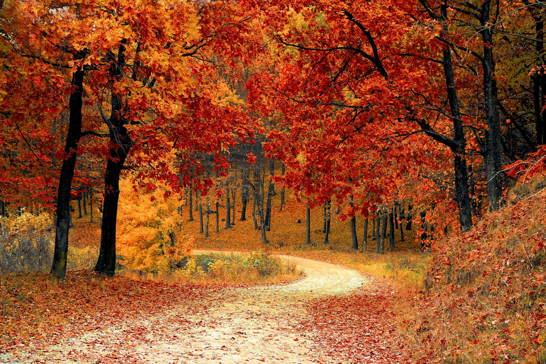 red leaf trees near the road