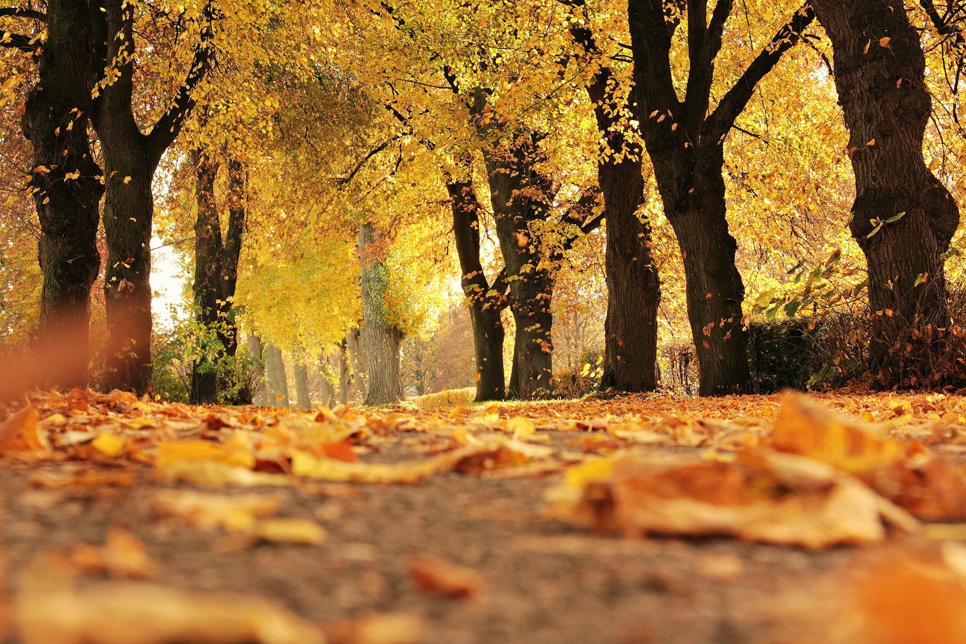 dirt road cover by dried leaves