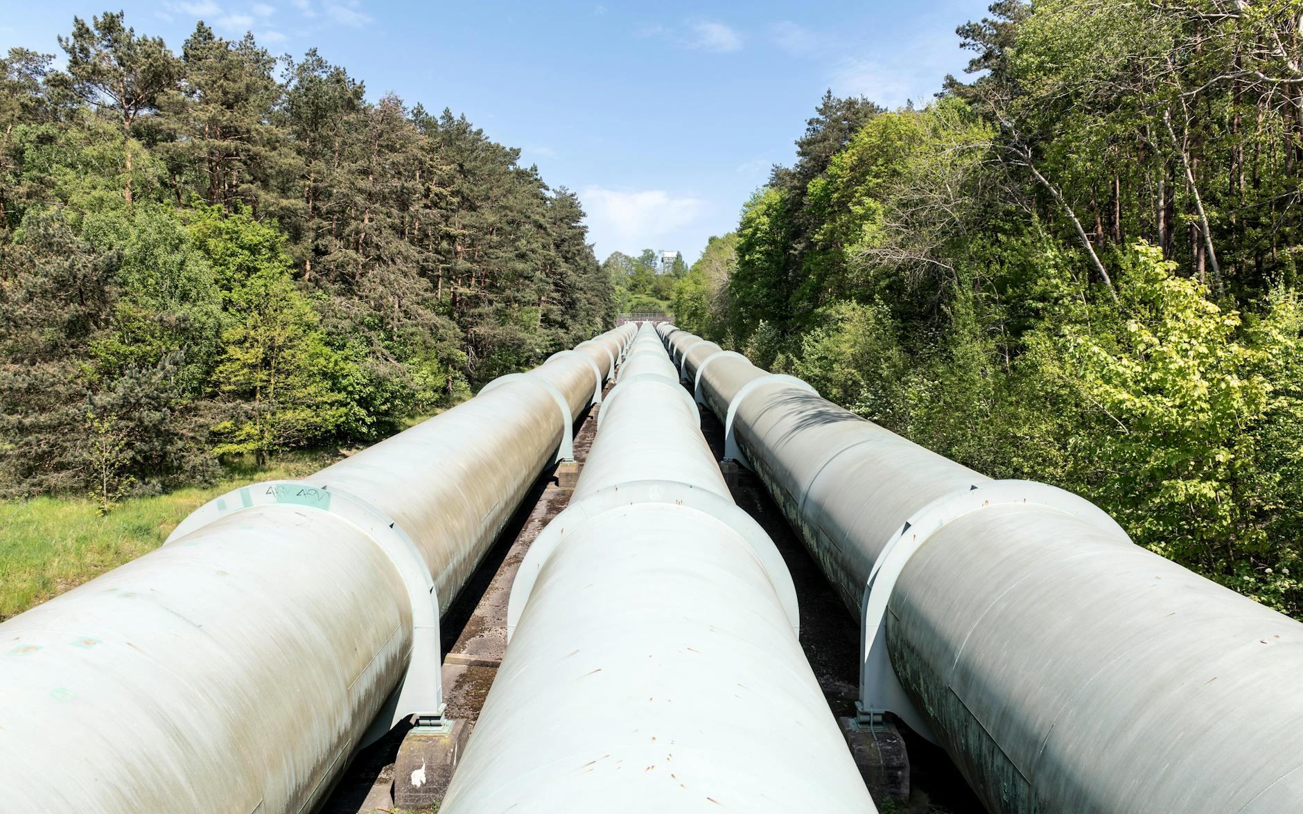 iron poles in a forest