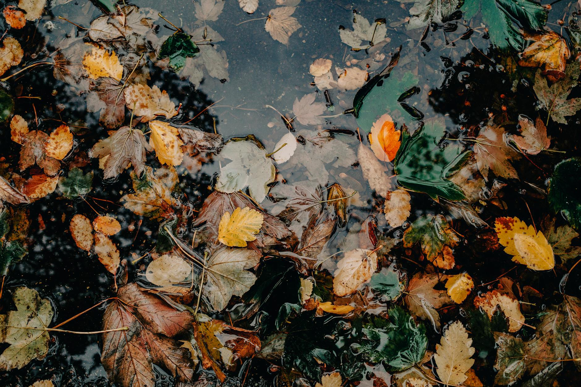 autumn leaves on water surface