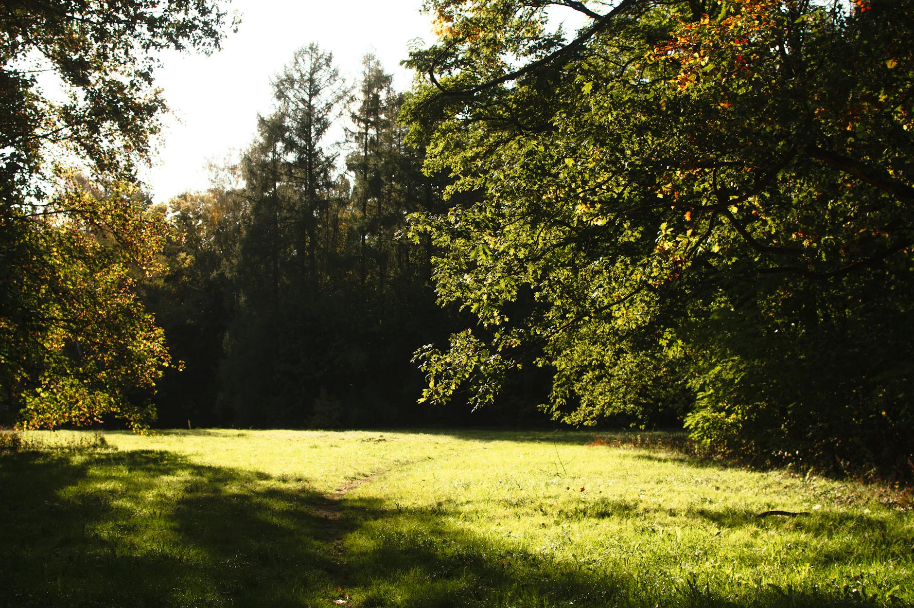 serene autumn light in a peaceful city park