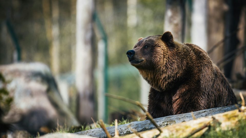 Despăgubiri de peste 216.000 de lei pentru pagubele cauzate de urși și lupi în județul Gorj